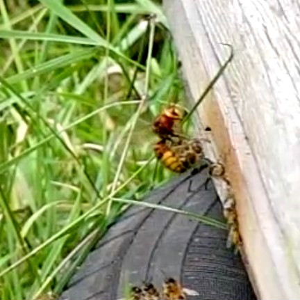 Hornet catches honey bee