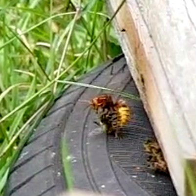Hornet catches honey bee