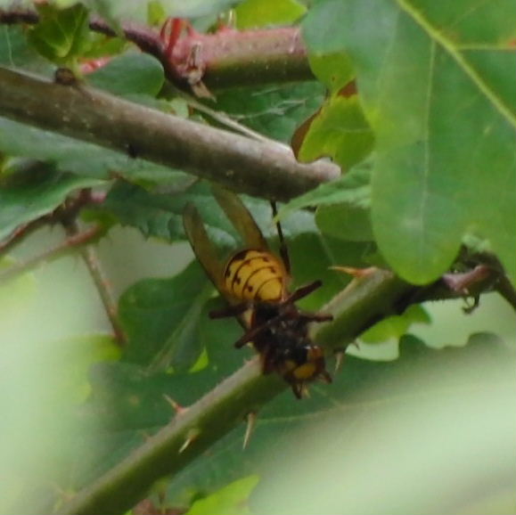Hornet eats honey bee