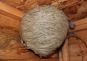 Indoor hornets' nest