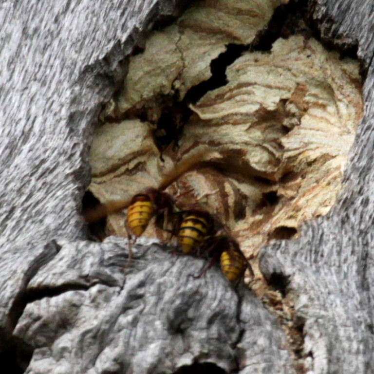 when shall we three meet again?