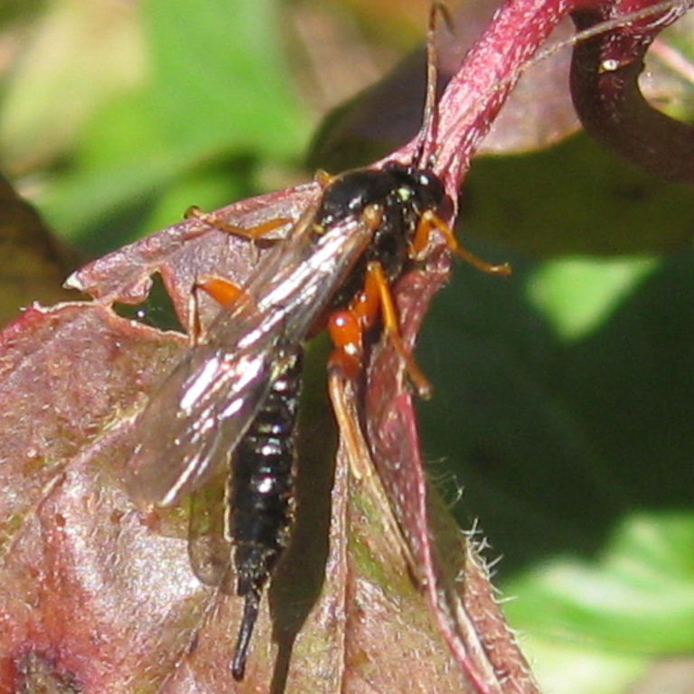 Apechthis compunctor ichneumon wasp