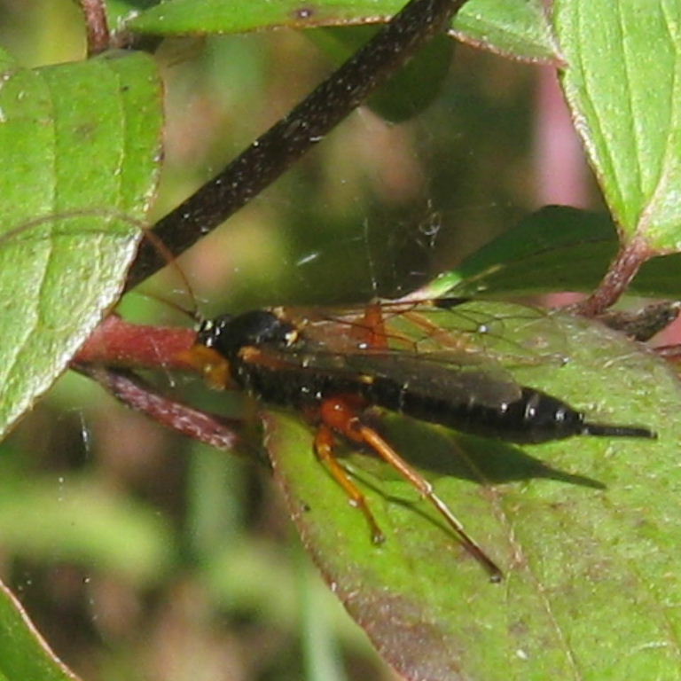 Apechthis compunctor wasp