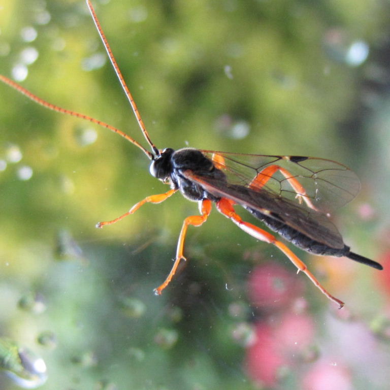 Apechthis compunctor ichneumon wasp