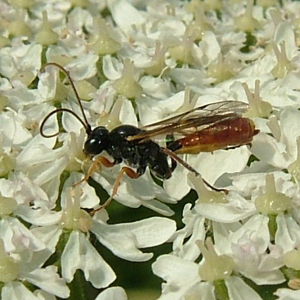 Casinaria ichneumon wasp