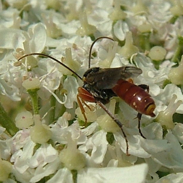 Casinaria ichneumon wasp