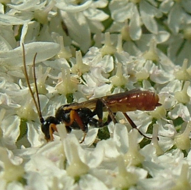 Casinaria ichneumon wasp