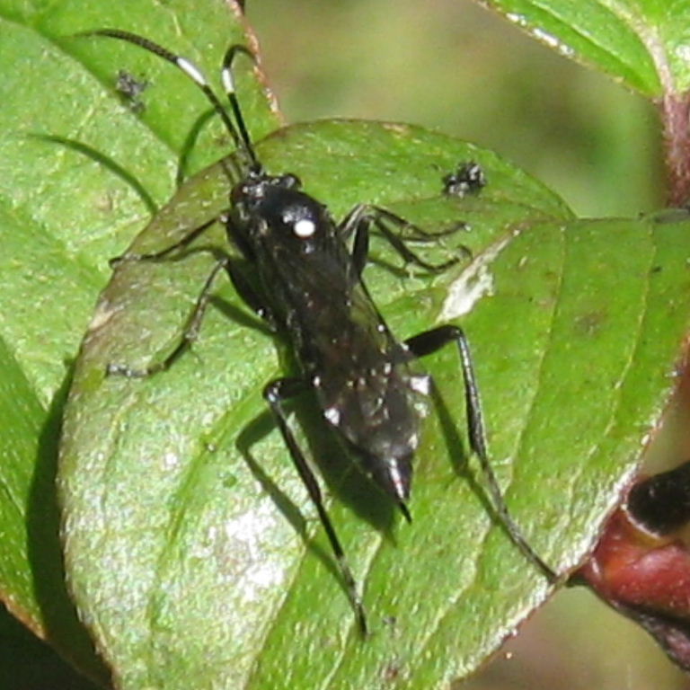 Coelichneumon sinister ichneumon wasp