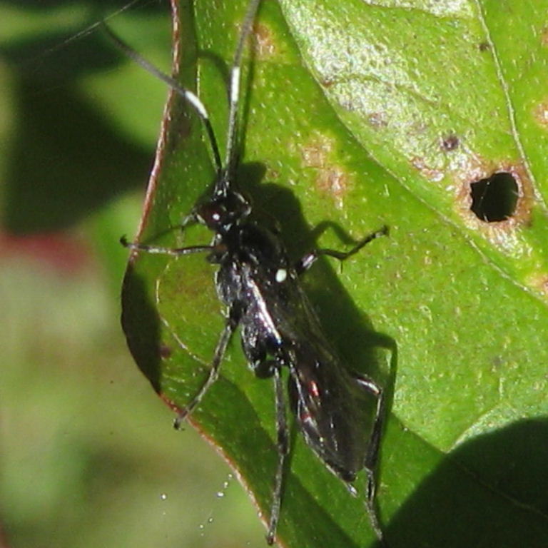 Coelichneumon sinister ichneumon wasp