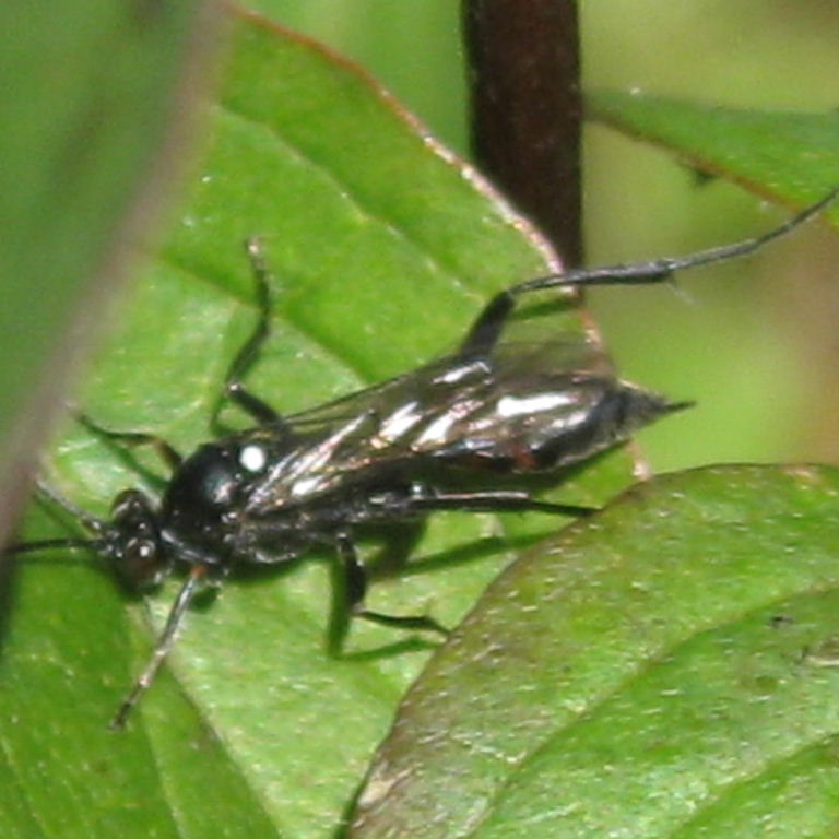 Coelichneumon sinister ichneumon wasp
