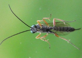 ichneumon wasp