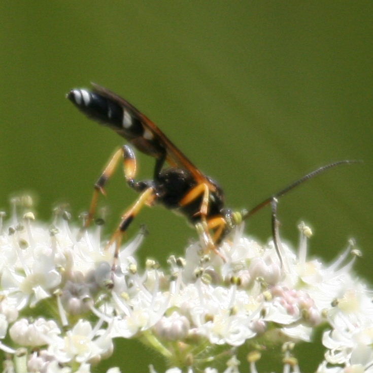 Ichneumon-type wasp
