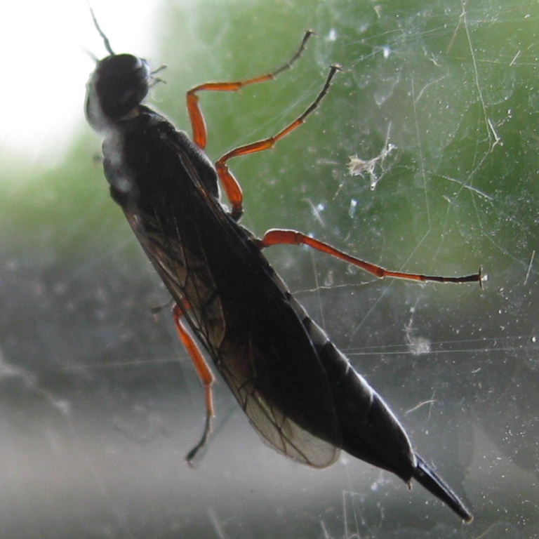 Ichneumon-type wasp