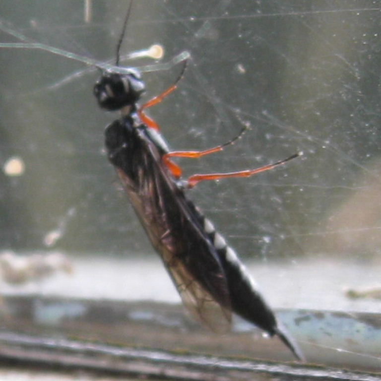 Ichneumon-type wasp