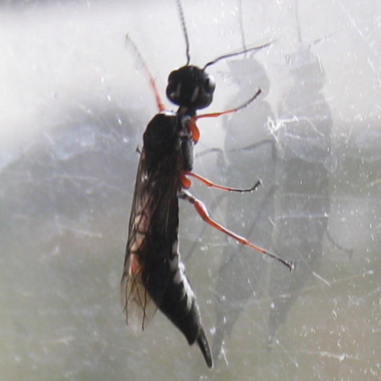 Ichneumon-type wasp
