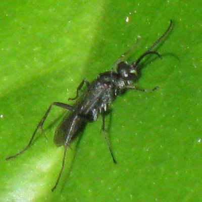 Ichneumon-type wasp