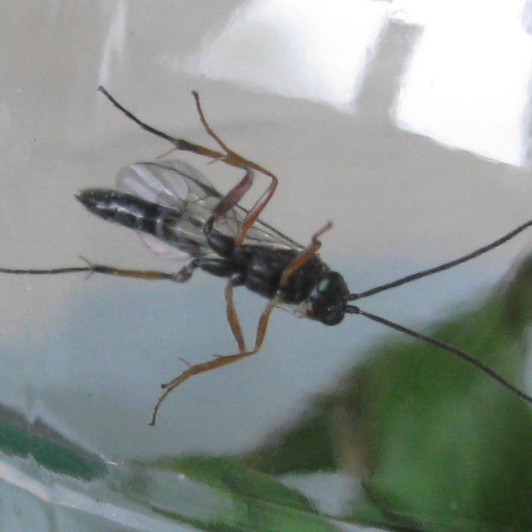 Ichneumon-type wasp