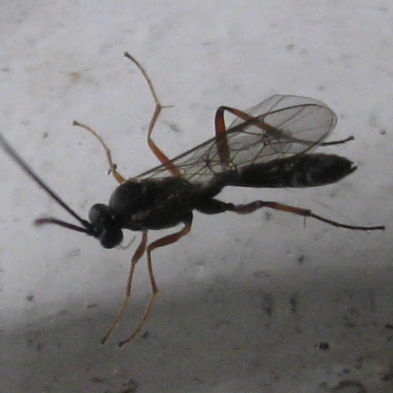 Ichneumon-type wasp