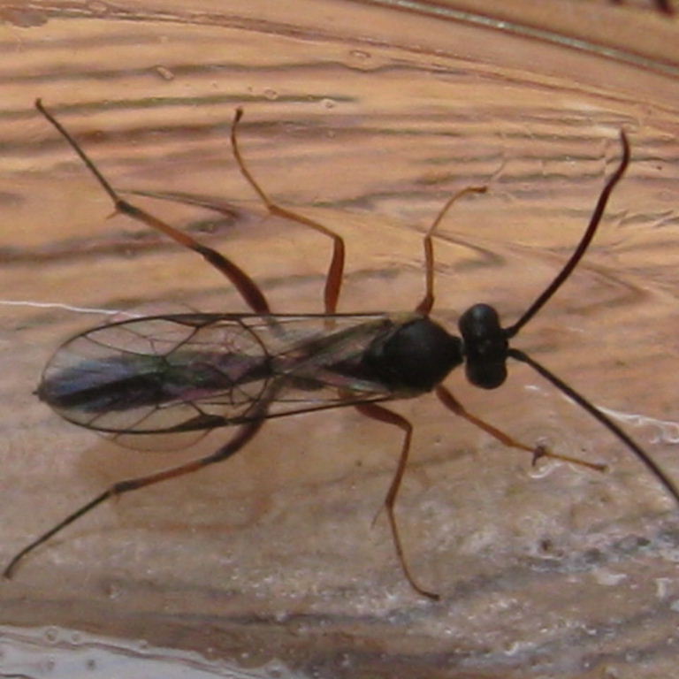 Ichneumon-type wasp