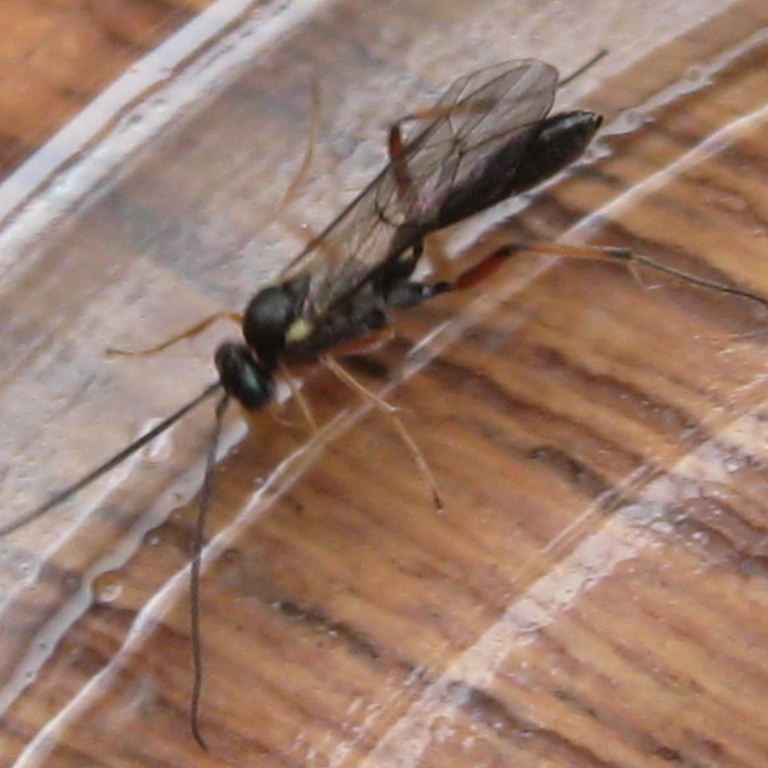 Ichneumon-type wasp