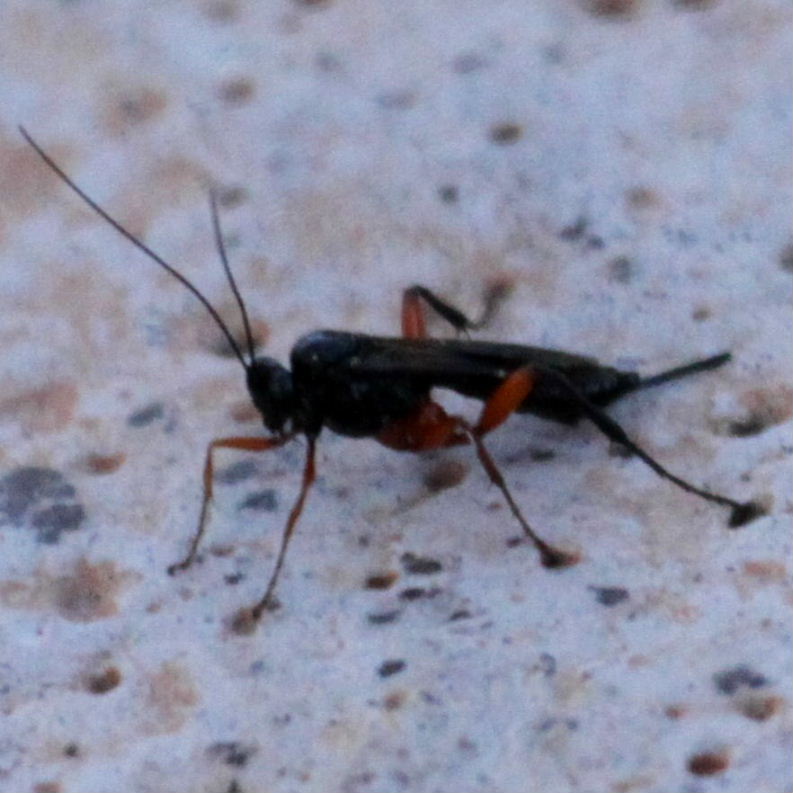 Ichneumon-type wasp