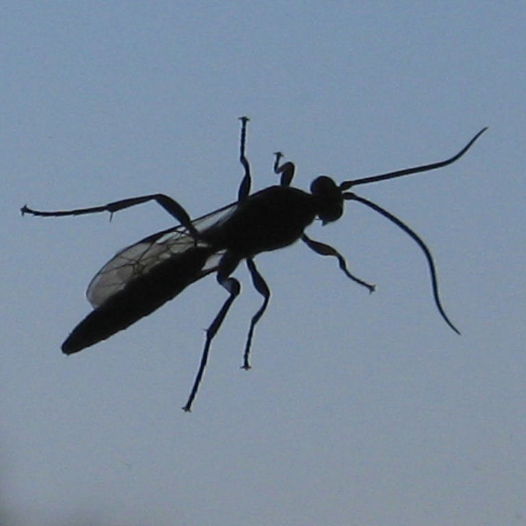 Ichneumon-type wasp