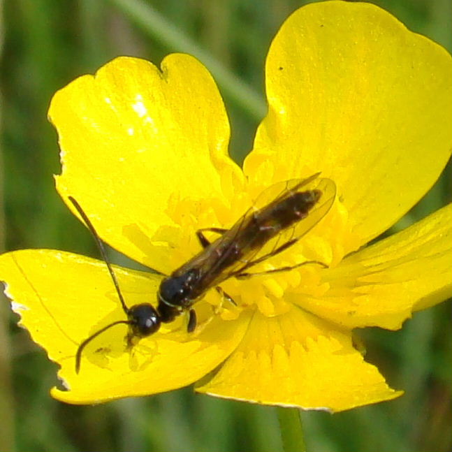 Ichneumon-type wasp