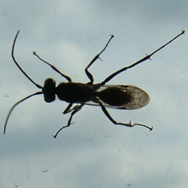 Ichneumon-type wasp