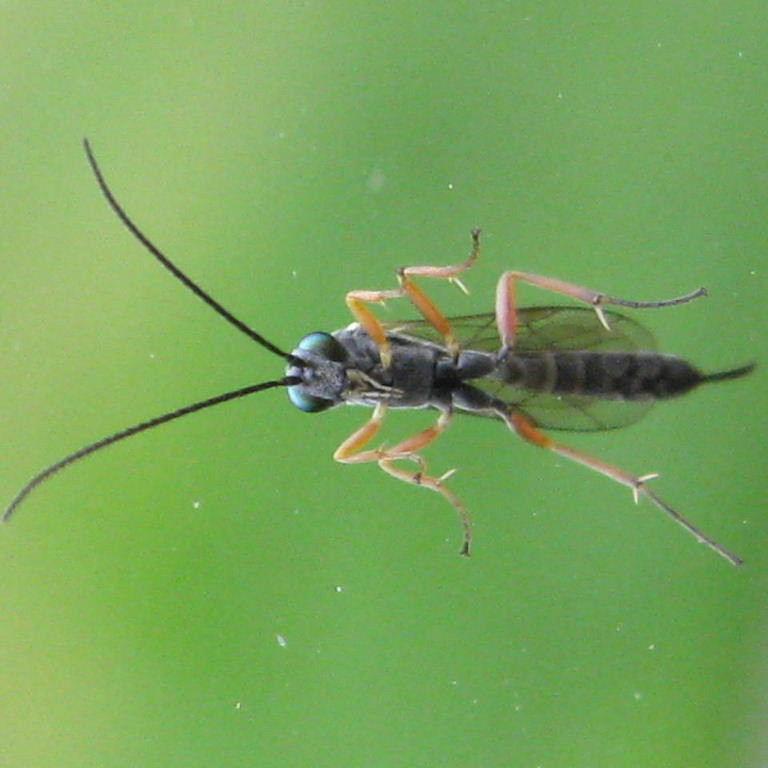Ichneumon-type wasp