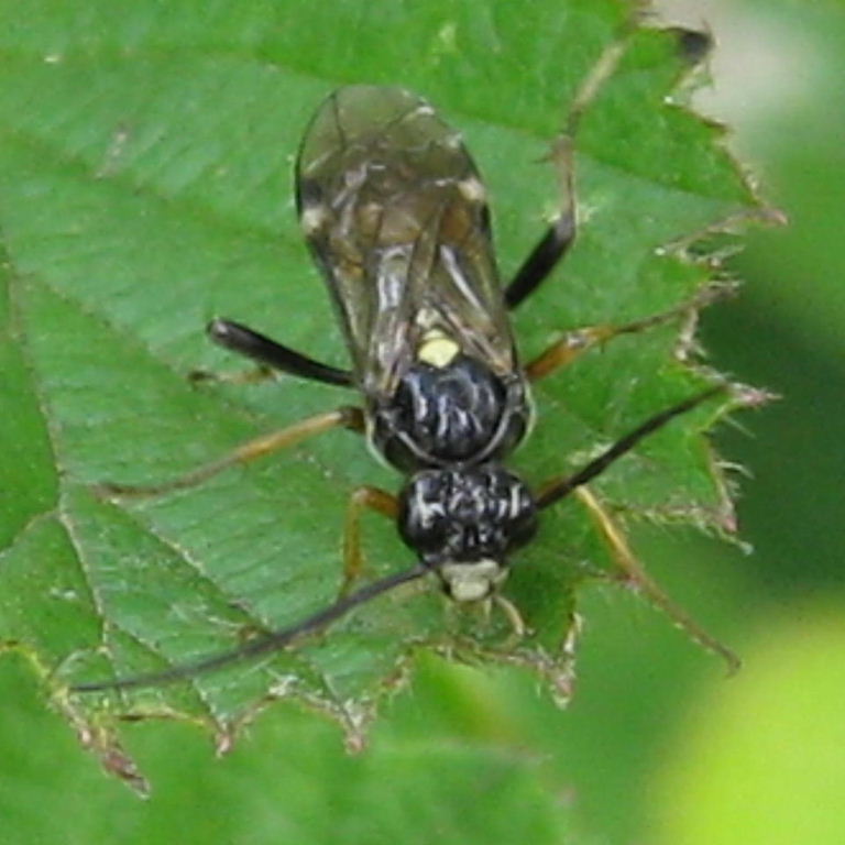 Ichneumon-type wasp