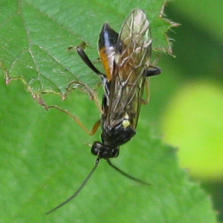 Ichneumon-type wasp