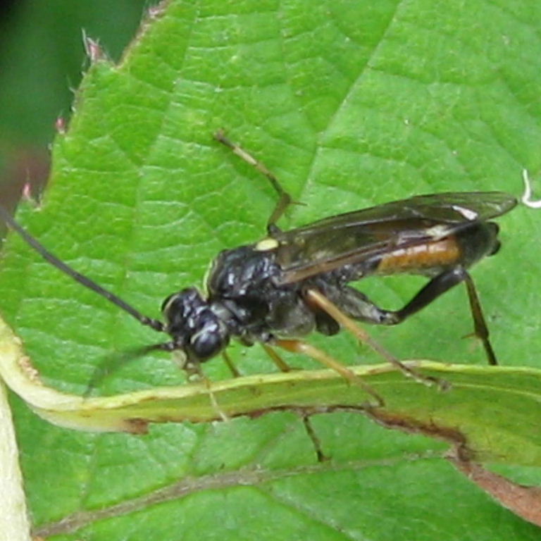 Ichneumon-type wasp