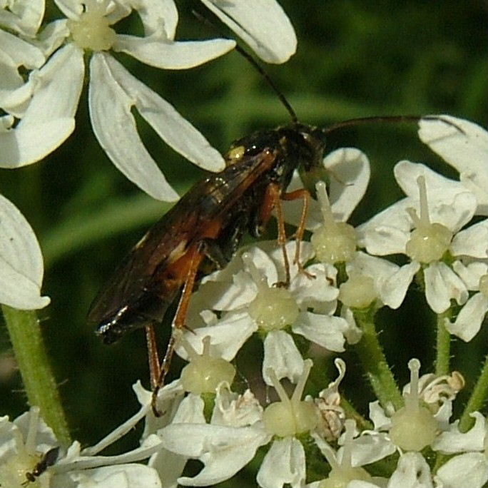 Ichneumon-type wasp