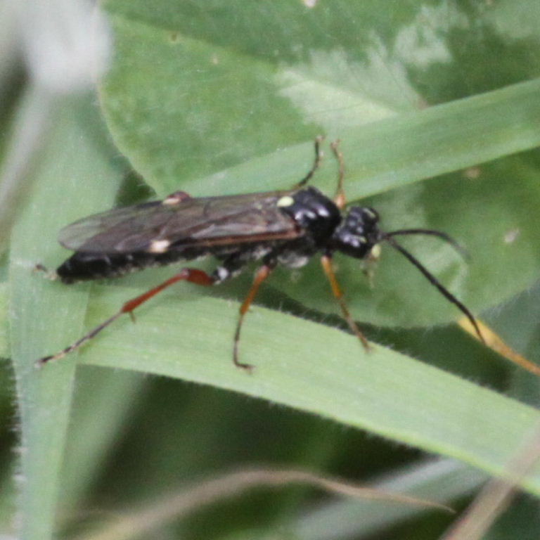Ichneumon-type wasp