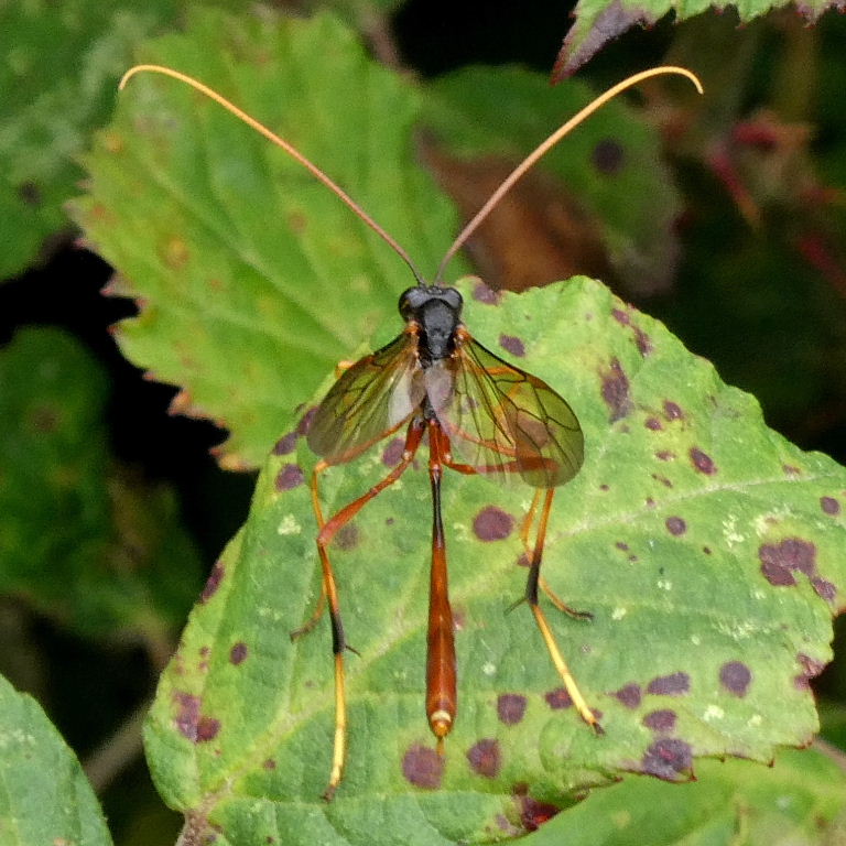 Hedgerow Darwin wasp
