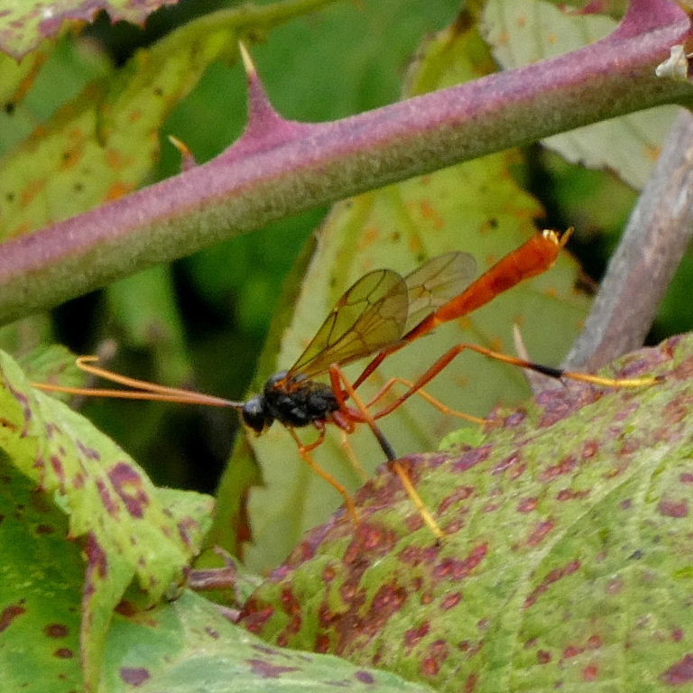Hedgerow Darwin wasp