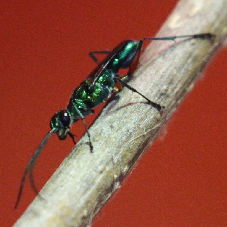 Jewel Wasp