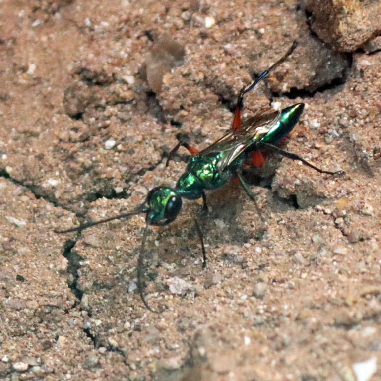 Jewel Wasp