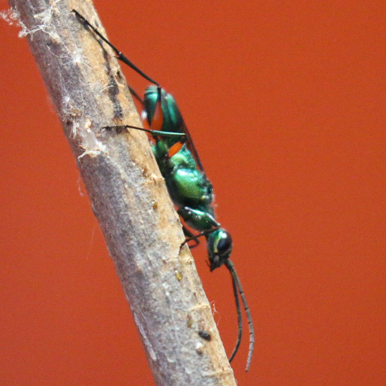 Jewel Wasp