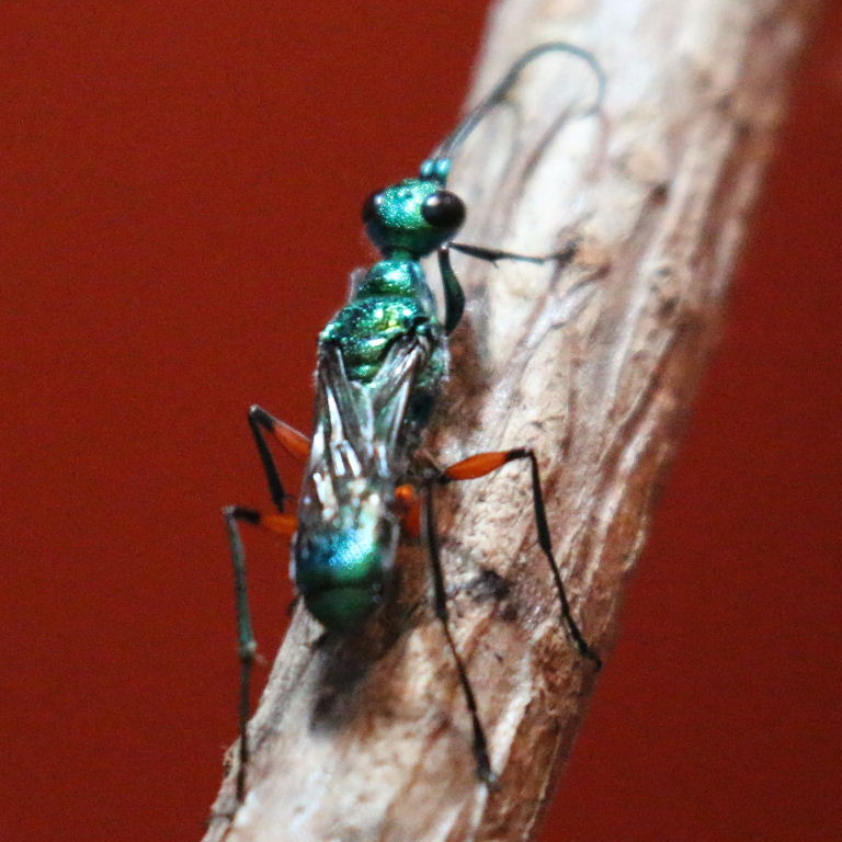 Jewel Wasp