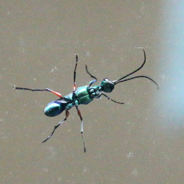 Jewel Wasp