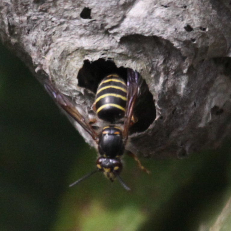 Median Wasp