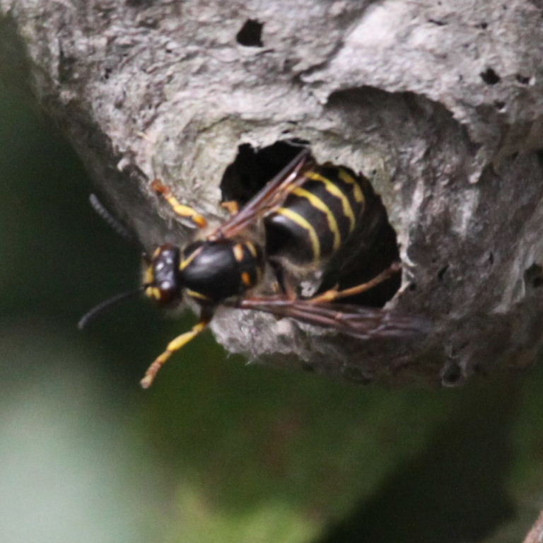 Median Wasp