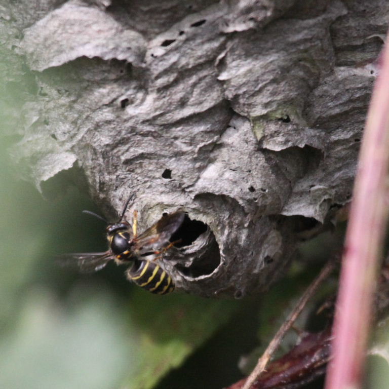 Median Wasp Nest