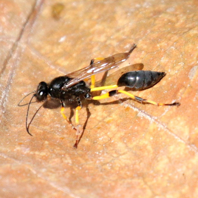 Digger Wasp Sceliphron spiriflex