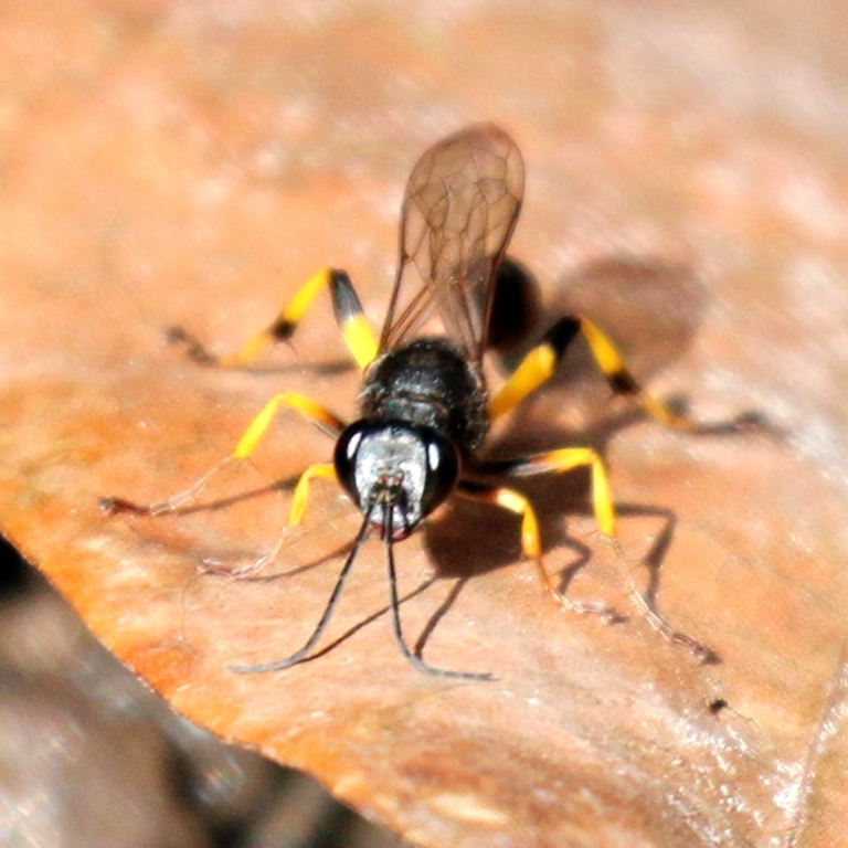 Mud Dauber Wasp Sceliphron spiriflex