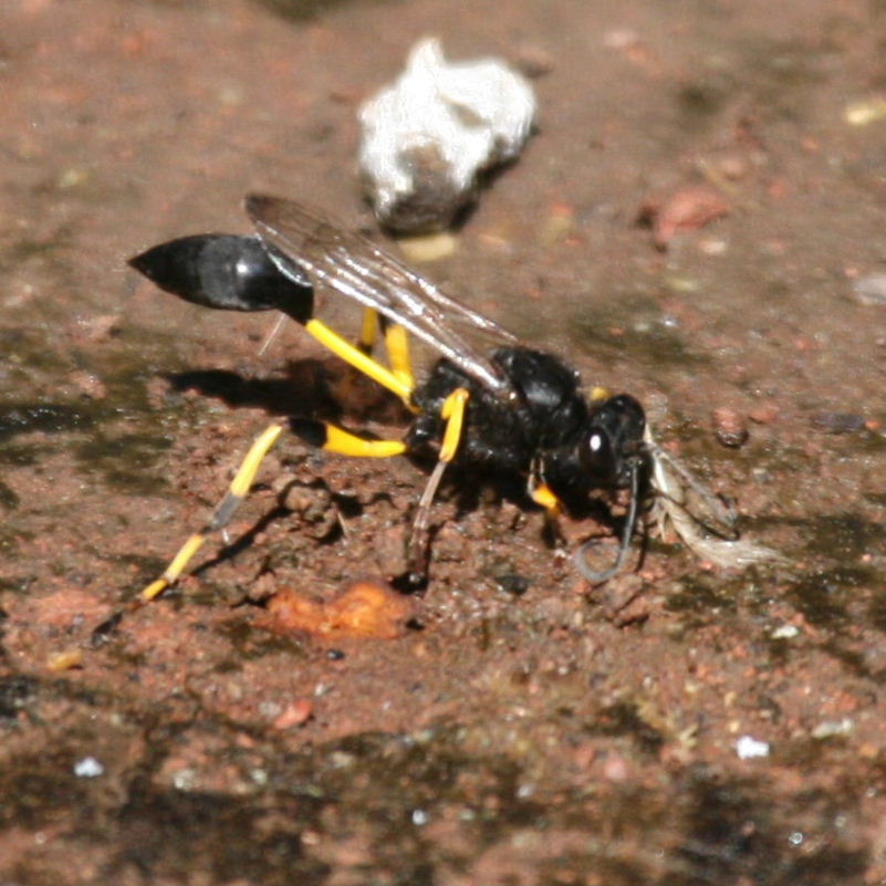 Mud Dauber Wasp Sceliphron spiriflex