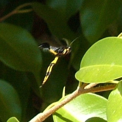 Mud Dauber Wasp Sceliphron spiriflex
