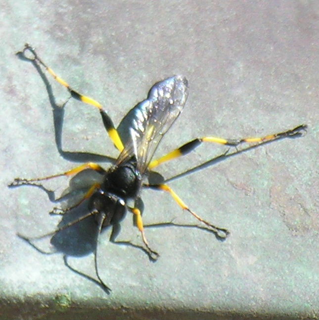 Mud Dauber Wasp Sceliphron spiriflex