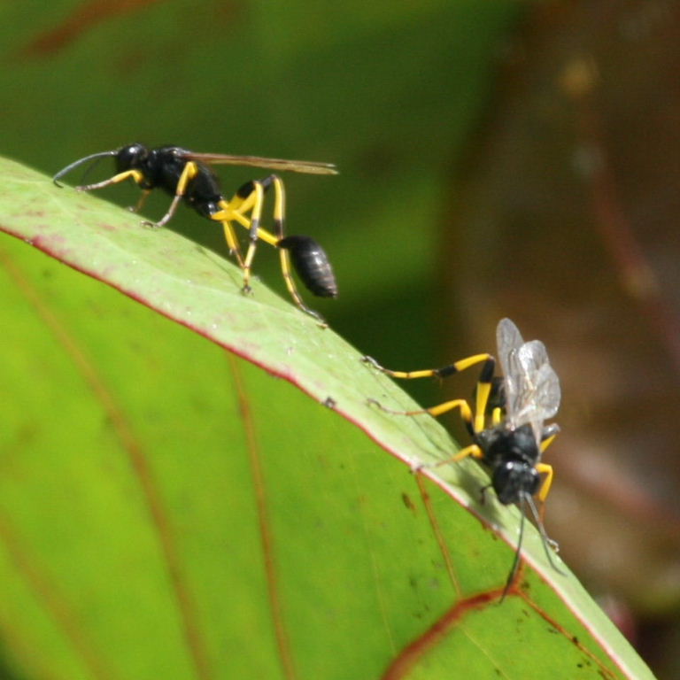 Mud Dauber Wasp Sceliphron spiriflex
